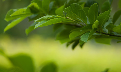 Blurred foliage background