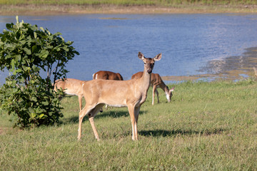 deer