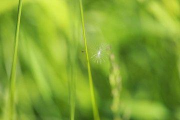 Spring Flower Love