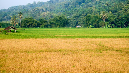 Fototapeta na wymiar Rice fields in Magelang Regency, Central Java, Indonesia.