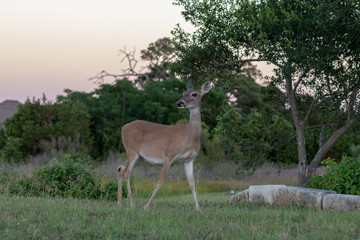 deer in front of trees