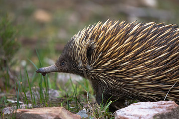 echidna side profile
