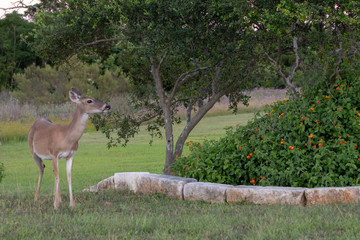 deer with flowerbed
