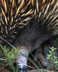 echidna portrait