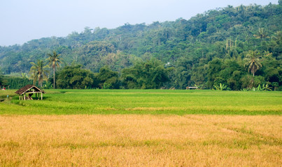 Fototapeta na wymiar Rice fields in Magelang Regency, Central Java, Indonesia.