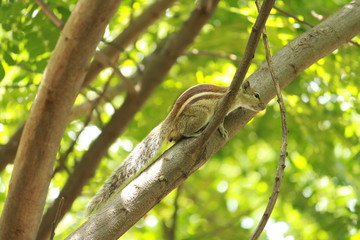 Squirrels playing on the Tree
