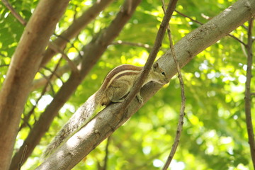 Squirrels playing on the Tree