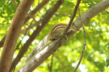 Squirrels playing on the Tree