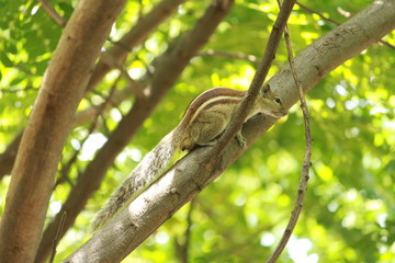 Squirrels playing on the Tree