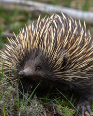 cute echidna
