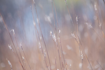 Spring trees in Minnesota States