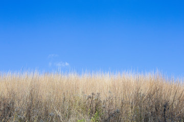 Fototapeta premium Spring trees in Minnesota States