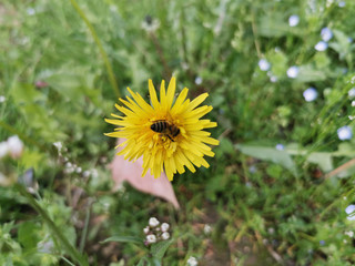 honey bee landed and collecting pollen from yellow dandelion in the spring