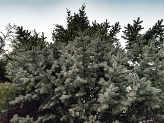 fir pine tree bottom below view with sky