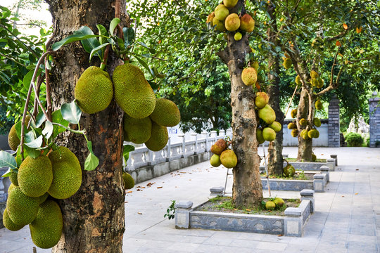 What is jack fruit tree