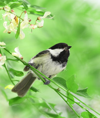close up on black capped chickadee bird on the tree branch