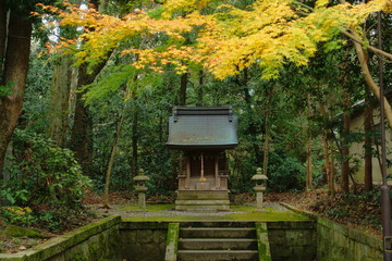 滋賀県多賀町の多賀大社の末社の一つ、夷神社のお社と黄葉の秋景色です