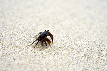 Sand crab on the beach 