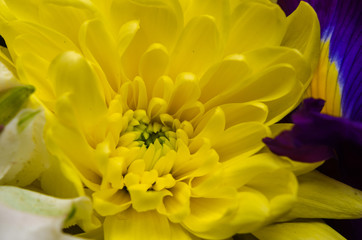 yellow chrysanthemum flower close up