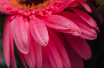 pink flower petals, closeup. Background.