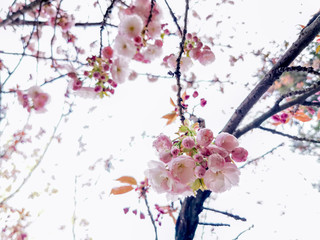 sakura cherry branches blossoms flowers in the spring time