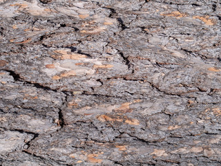 Old Wood Tree Texture Background Pattern