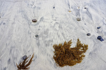 Coral on the beach 
