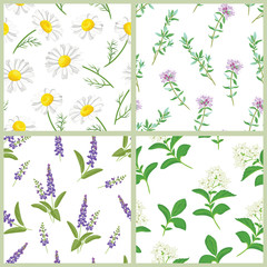 Fototapeta na wymiar Wild herbs and flowers set of seamless patterns. Vector illustration of medical chamomile, sage, thyme and stevia in cartoon flat style. Floral background.