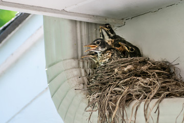 One - week old robin birds are sitting inside their nest waiting for parents