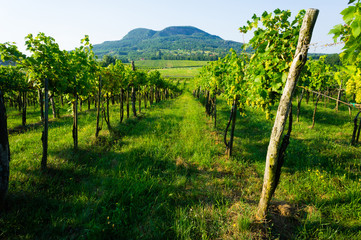 Obraz premium wineyard landscape with Badacsony mountain, Hungary