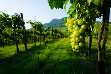 Fototapeta na wymiar wine grapes in vineyard sunrise, Badacsony hill at background, Hungary