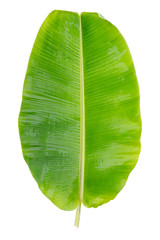 Fresh green banana leaves on a white background