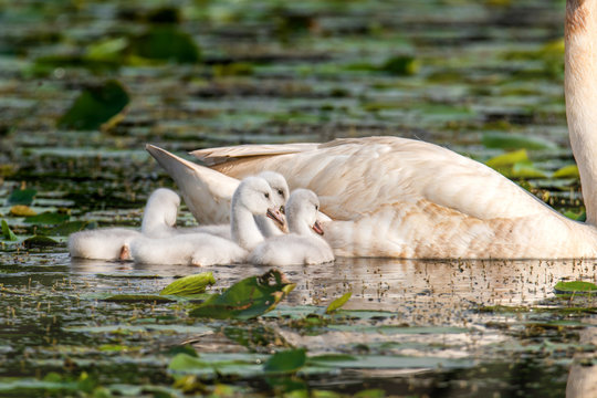 Cygnets and their parents are enjoying summer time in a lake