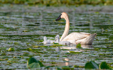 Cygnets and their parents are enjoying summer time in a lake