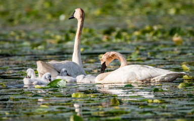 Cygnets and their parents are enjoying summer time in a lake