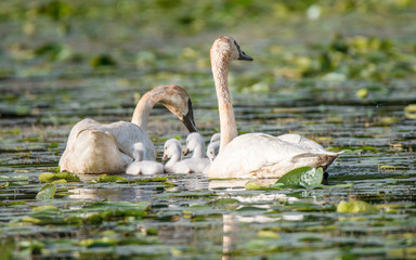 Cygnets and their parents are enjoying summer time in a lake