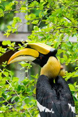hornbill in wildlife breeding station.