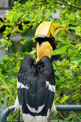 hornbill in wildlife breeding station.