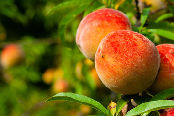 ripe peach fruits hanging on branch