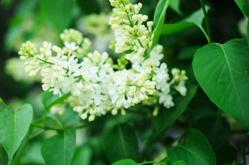 White lilac branch in the garden. Selective focus.