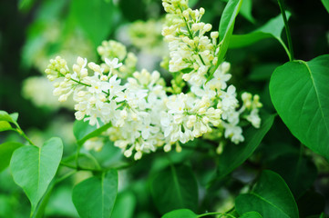 White lilac branch in the garden. Selective focus.
