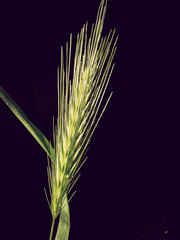 barley wheat ear black background