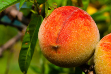 ripe peach fruits hanging on branch