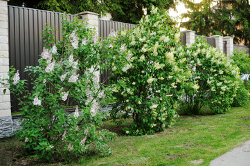 White lilac branch in the garden. Selective focus.