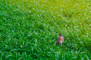 Rooster and hen relax and finding food in green field.