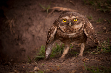 Buho 