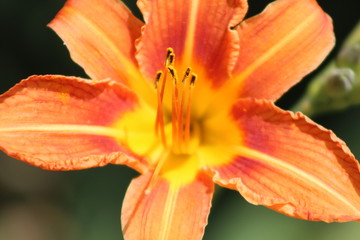 Fototapeta premium orange flower