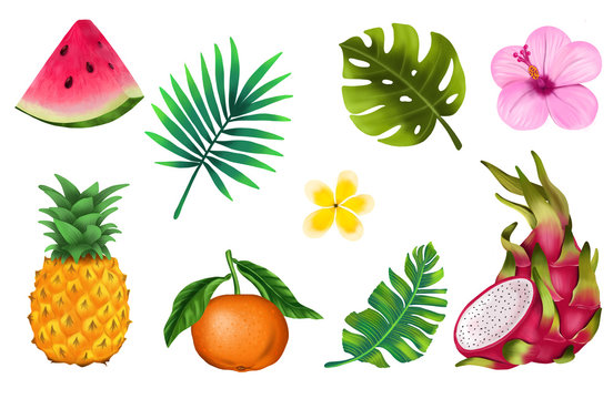 Tropical fruits set. Isolated elements on white background. Watermelon, pineapple, mandarin, dragon fruit, tropical leafs and flowers.