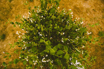 Green bush with Jasmine white flowers in the park