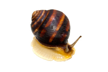 snail isolated on white background